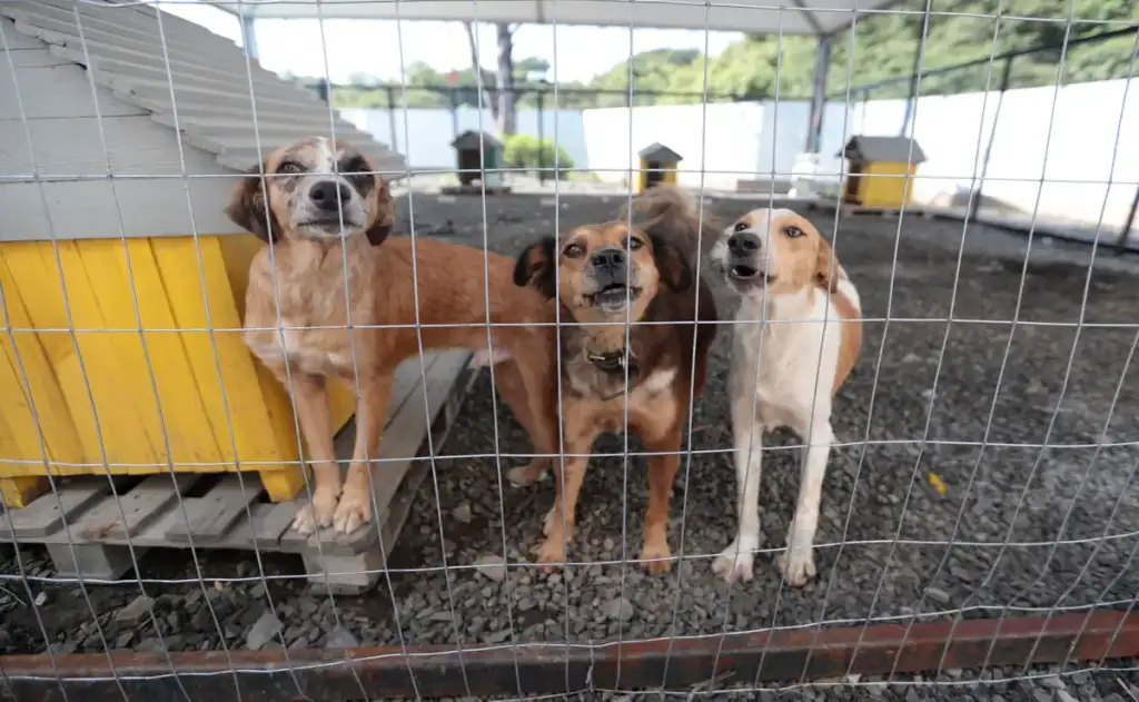 Pessoas que não se vacinam contra a Covid-19 têm sete vezes mais chance de também não vacinar seus cães