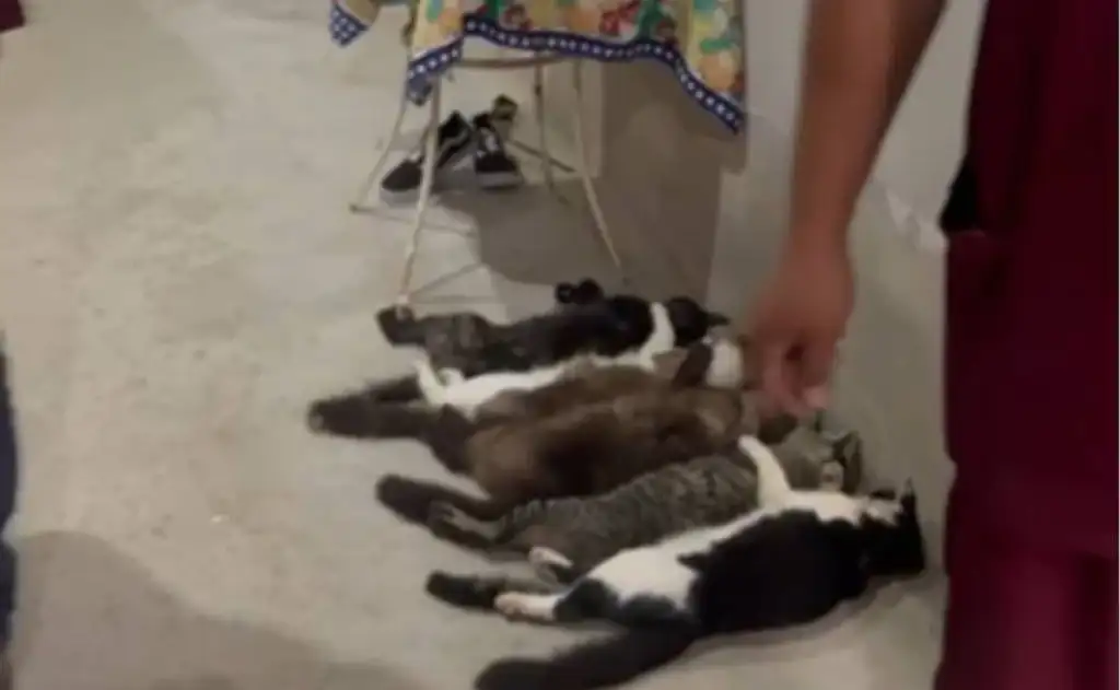 Sangue de gatos