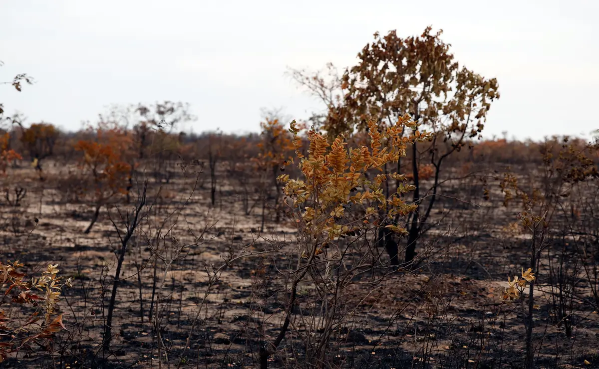 “PL da Devastação” é inconstitucional e retrocesso, diz Ministério ...